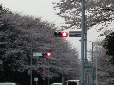 桜と信号4