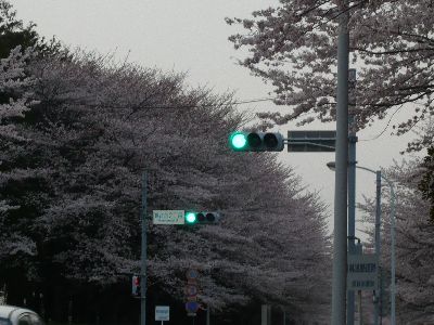 桜と信号5