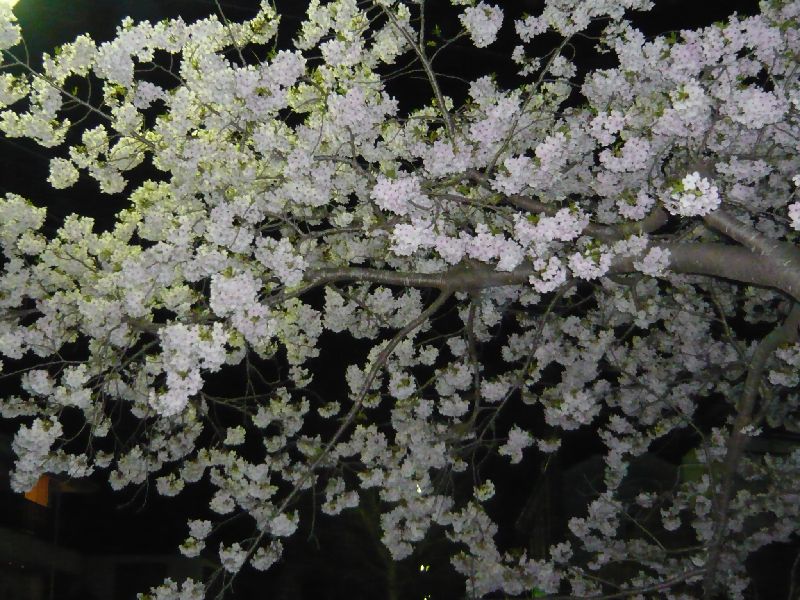 公園の夜桜1