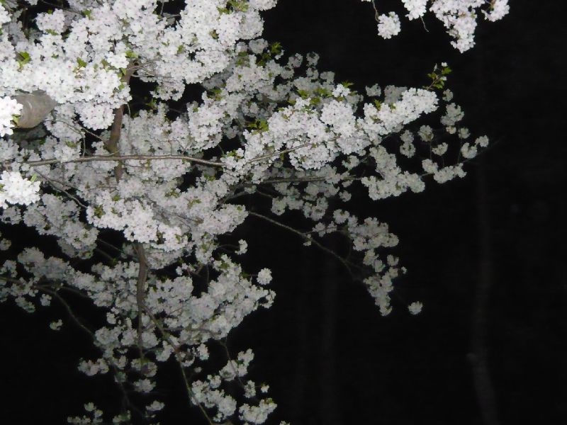 公園の夜桜2