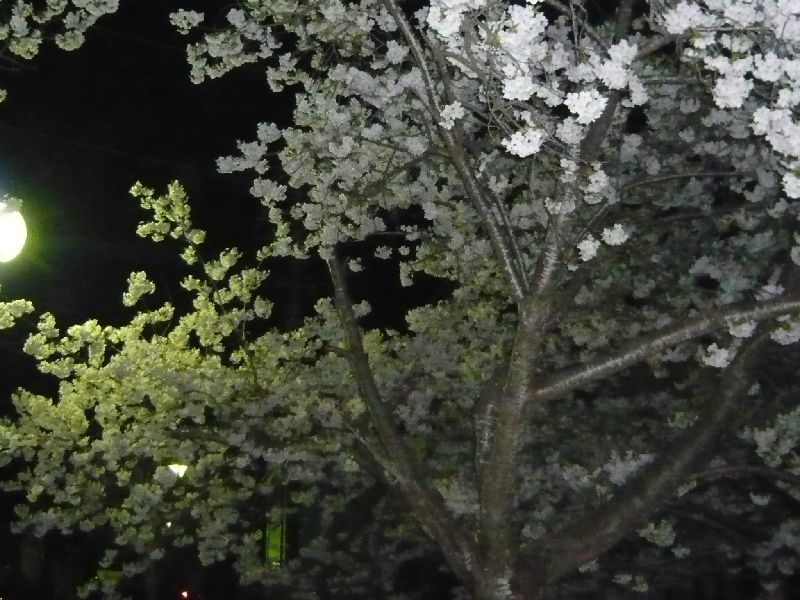公園の夜桜3