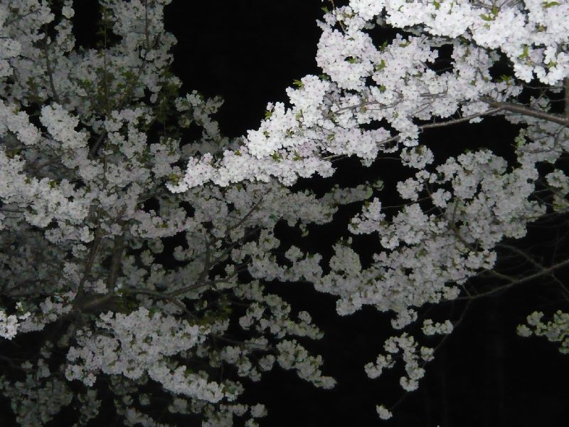 公園の夜桜4