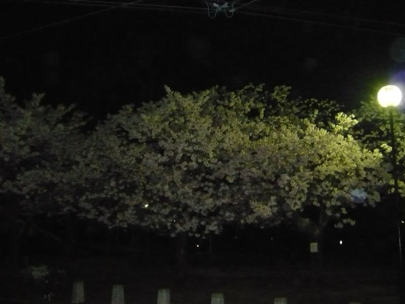 公園の夜桜5