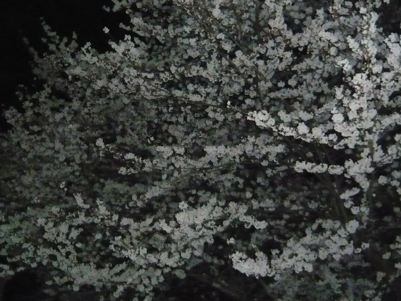 公園の夜桜6