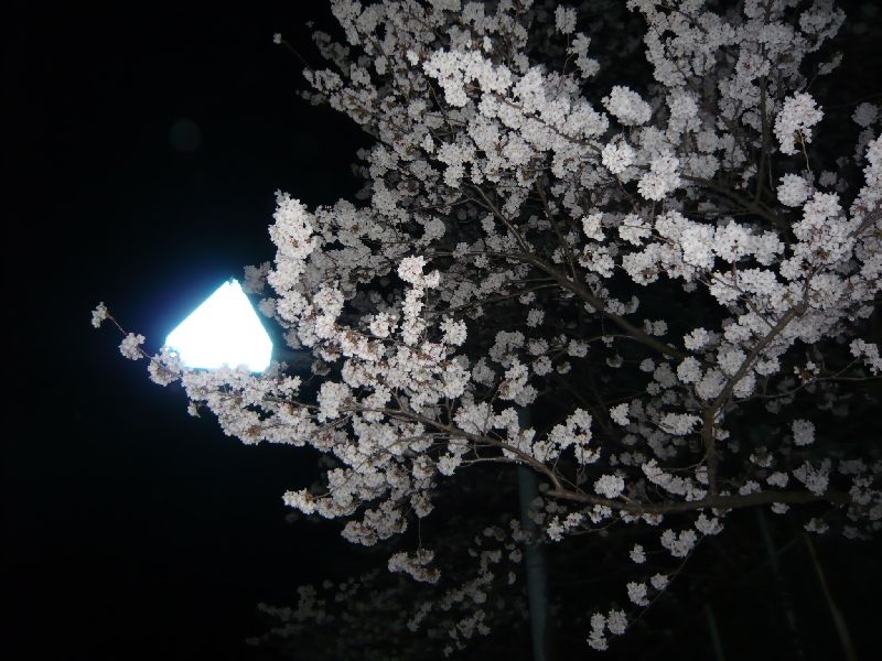 中学校通りの夜桜2
