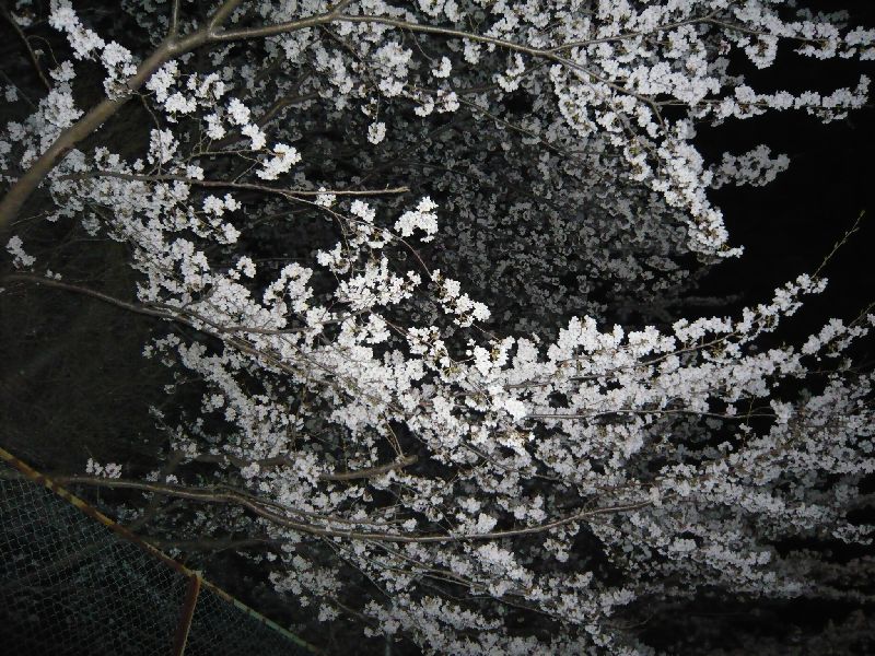 中学校通りの夜桜5