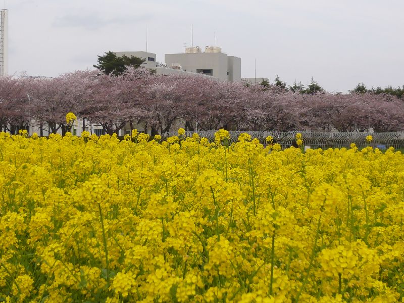 菜の花と桜1