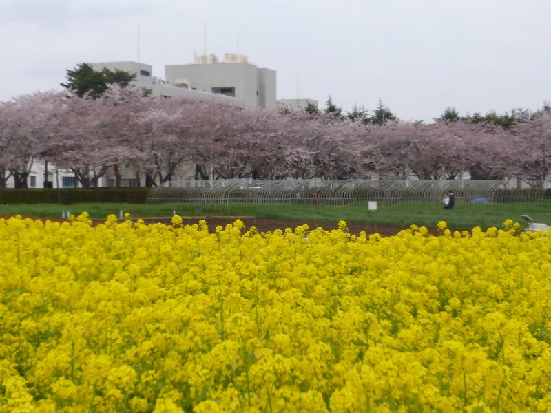 菜の花と桜2