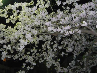 公園の夜桜