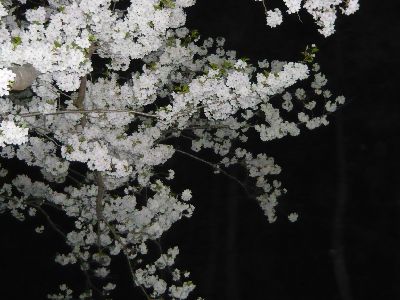 公園の夜桜1