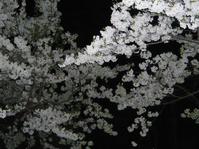 公園の夜桜3