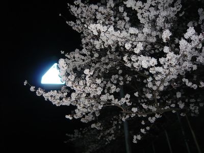 中学校通りの夜桜1