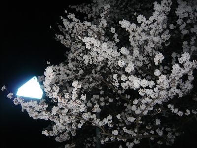 中学校通りの夜桜3