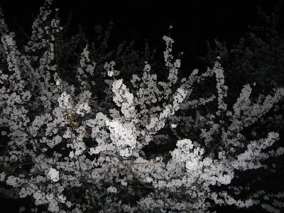 中学校通りの夜桜4