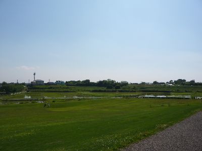 平沢官衙遺跡の野原